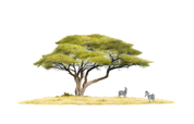 Pencil drawing of 2 Zebra underneath an Acacia Tree in the Kruger National Park