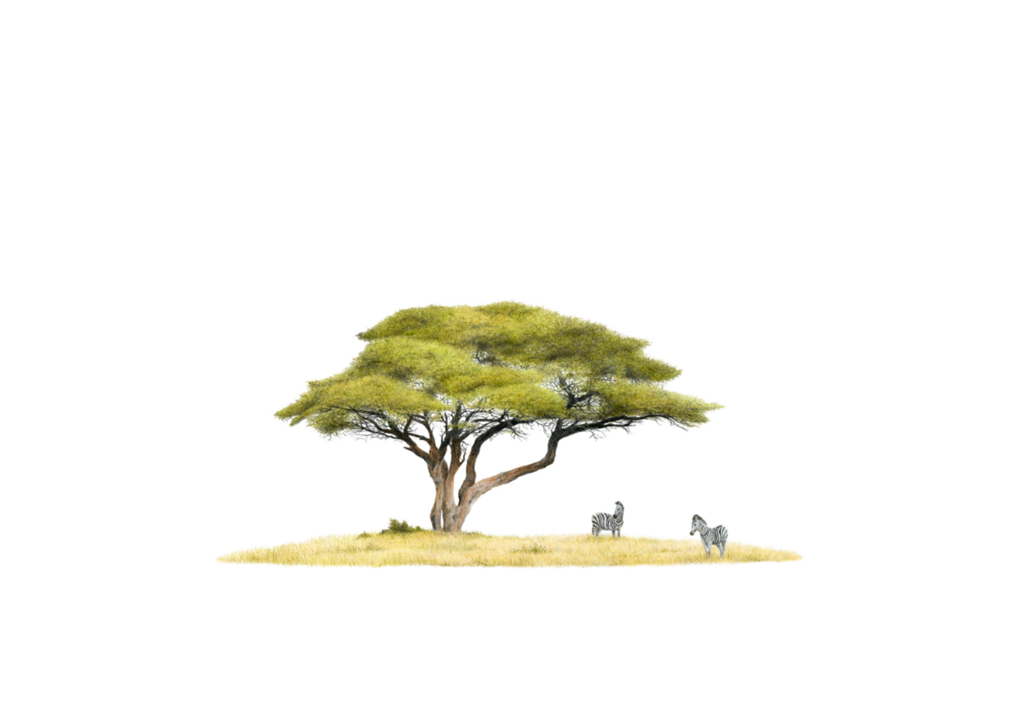 A single acacia-style tree with green foliage and a brown trunk stands on a patch of pale grass, with two small zebras to the right, isolated on a white background.