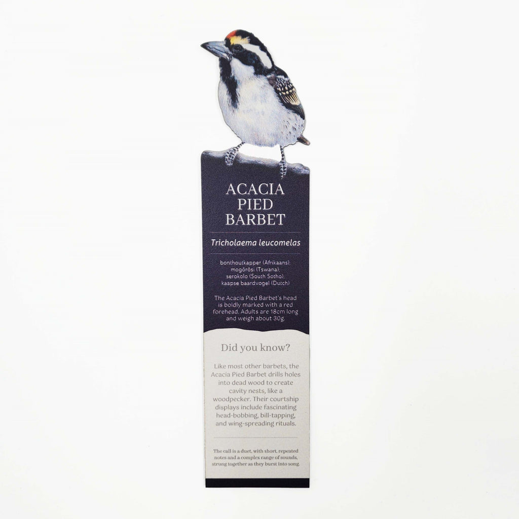 South African birds premium quality gift wooden wildlife bookmark, Acacia Pied Barbet