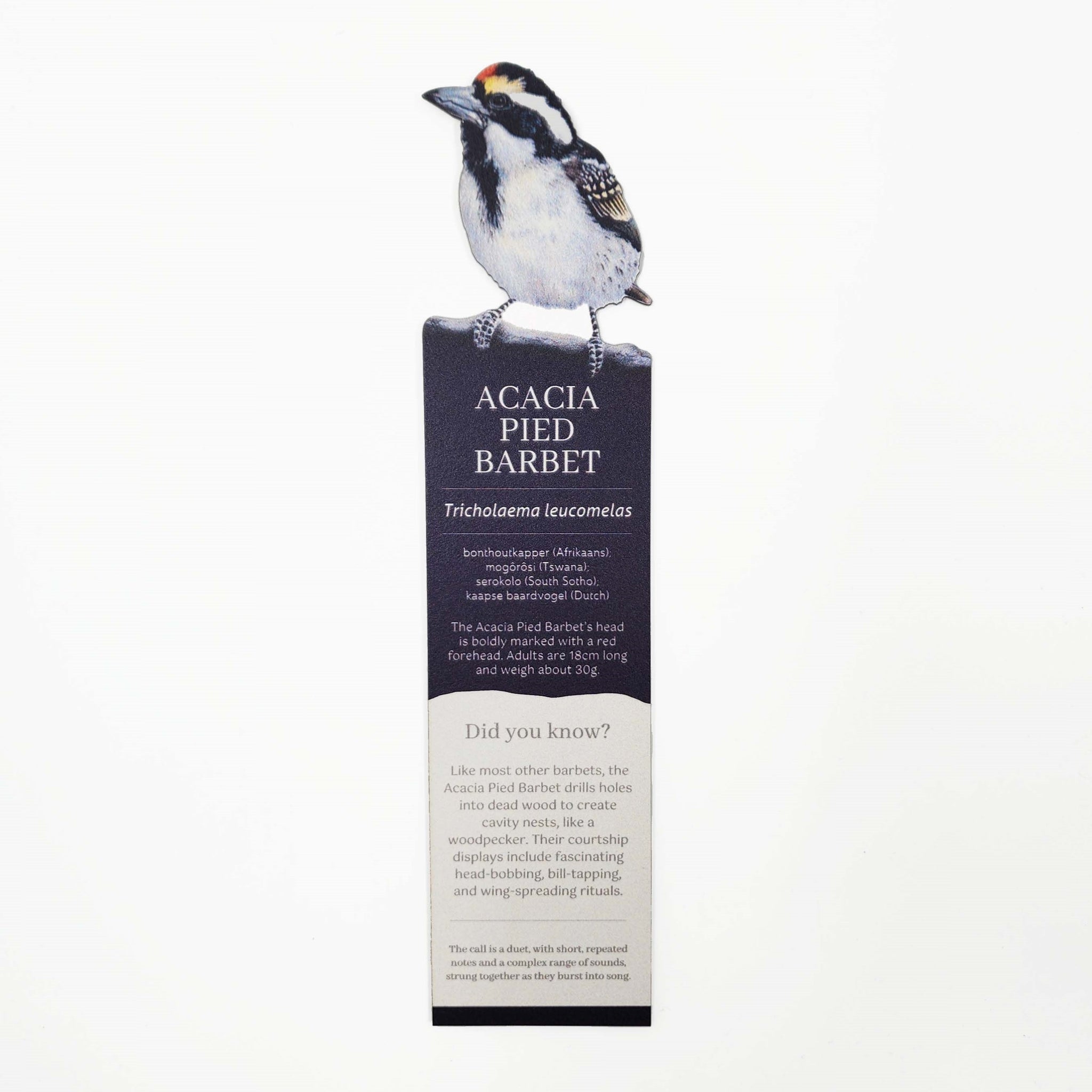 South African birds premium quality gift wooden wildlife bookmark, Acacia Pied Barbet