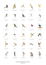 A collection of South African birds poster artwork by wildlife artist Matthew Bell