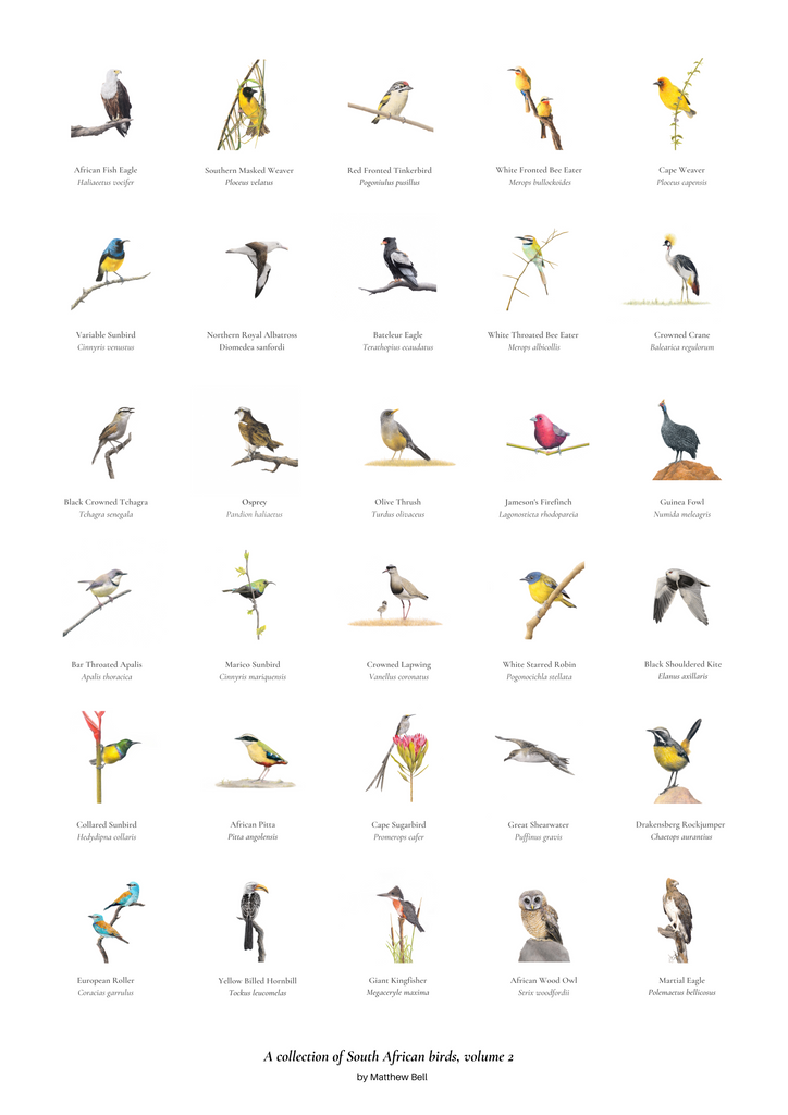 A collection of South African birds poster artwork by wildlife artist Matthew Bell