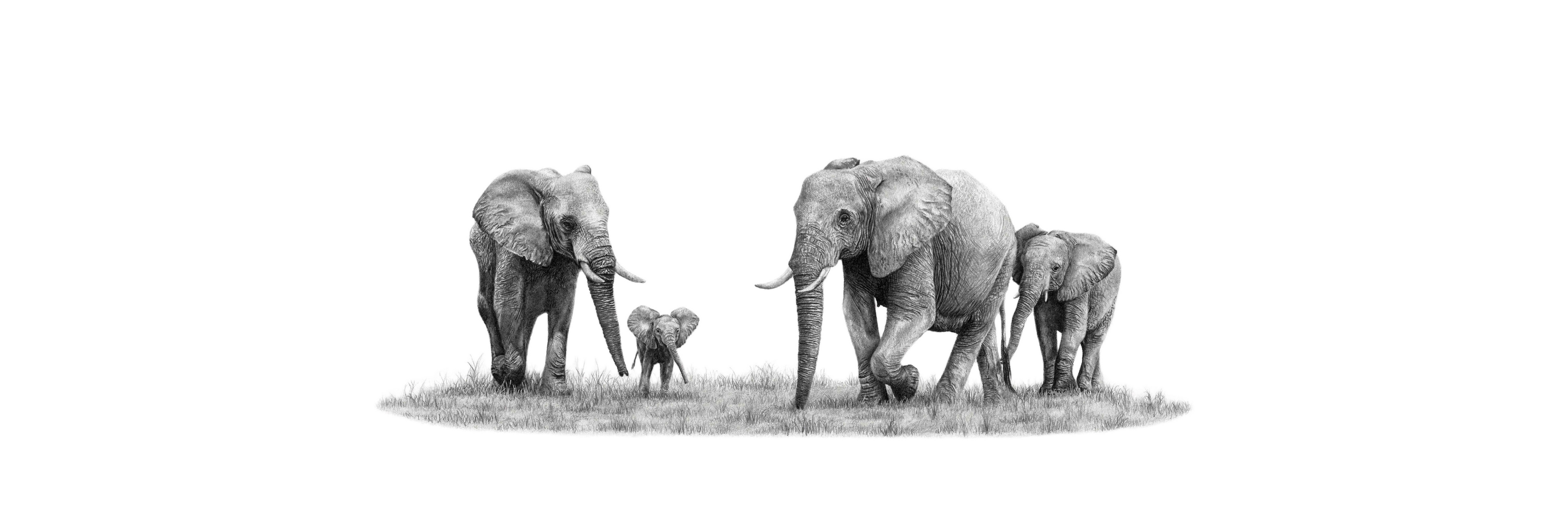 African elephant panoramic print featuring beautifully detailed wildlife pencil art inspired by Southern Africa.