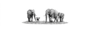 African elephant panoramic print featuring beautifully detailed wildlife pencil art inspired by Southern Africa.