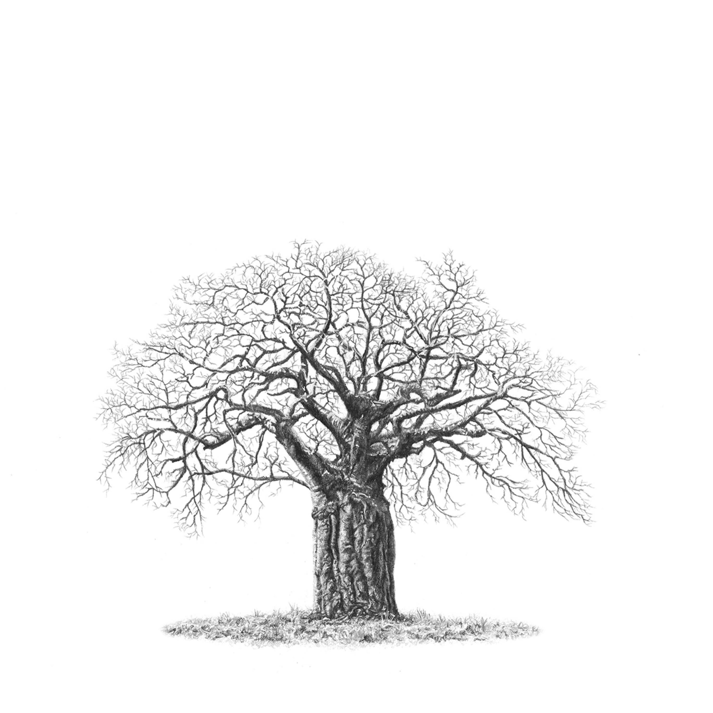 African Baobab Tree drawing by wildlife artist Matthew Bell