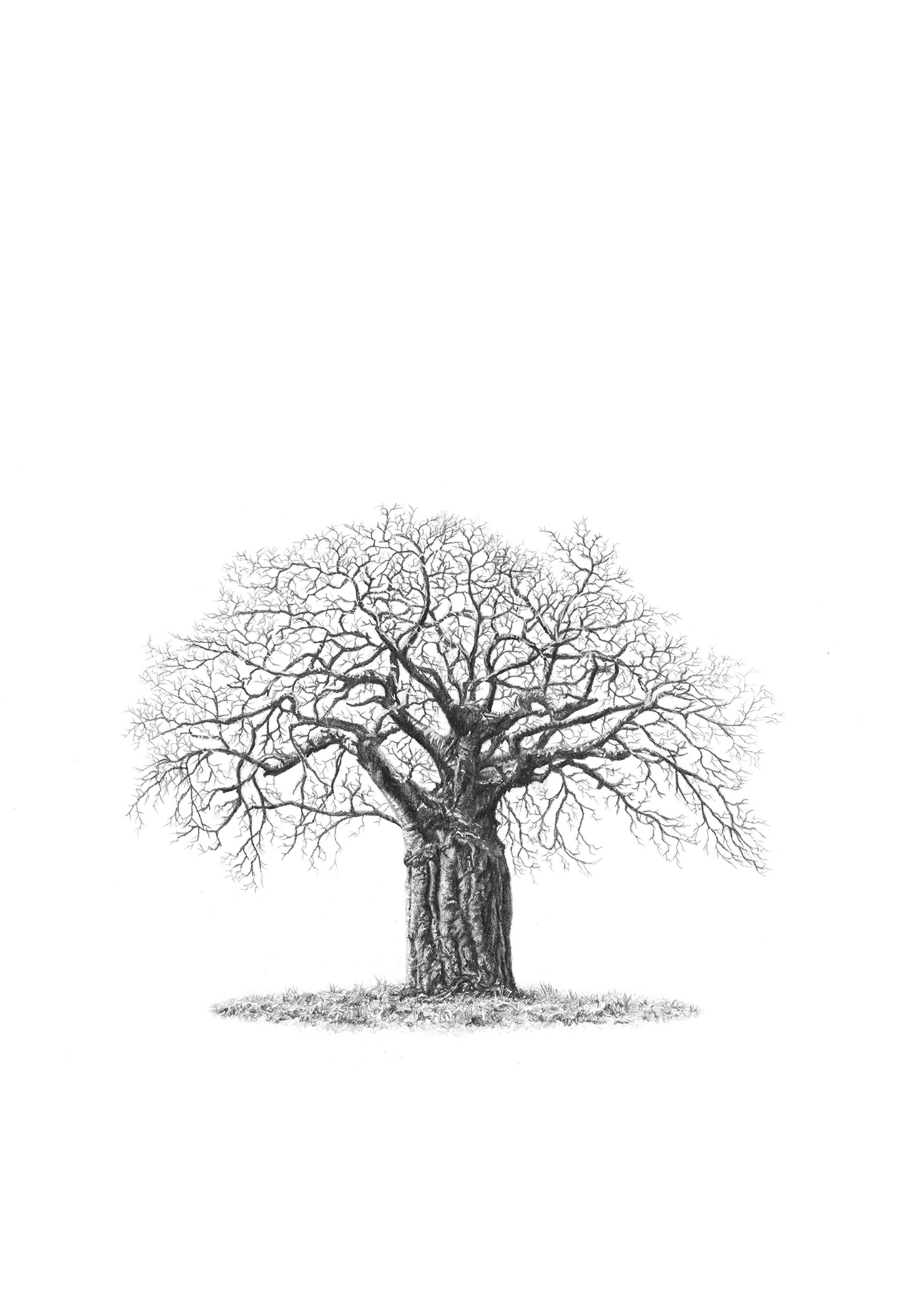 African Baobab Tree drawing by wildlife artist Matthew Bell