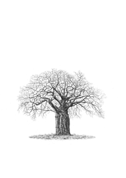 African Baobab Tree drawing by wildlife artist Matthew Bell