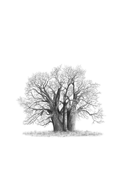Black & white African Baobab Tree drawing by wildlife artist Matthew Bell