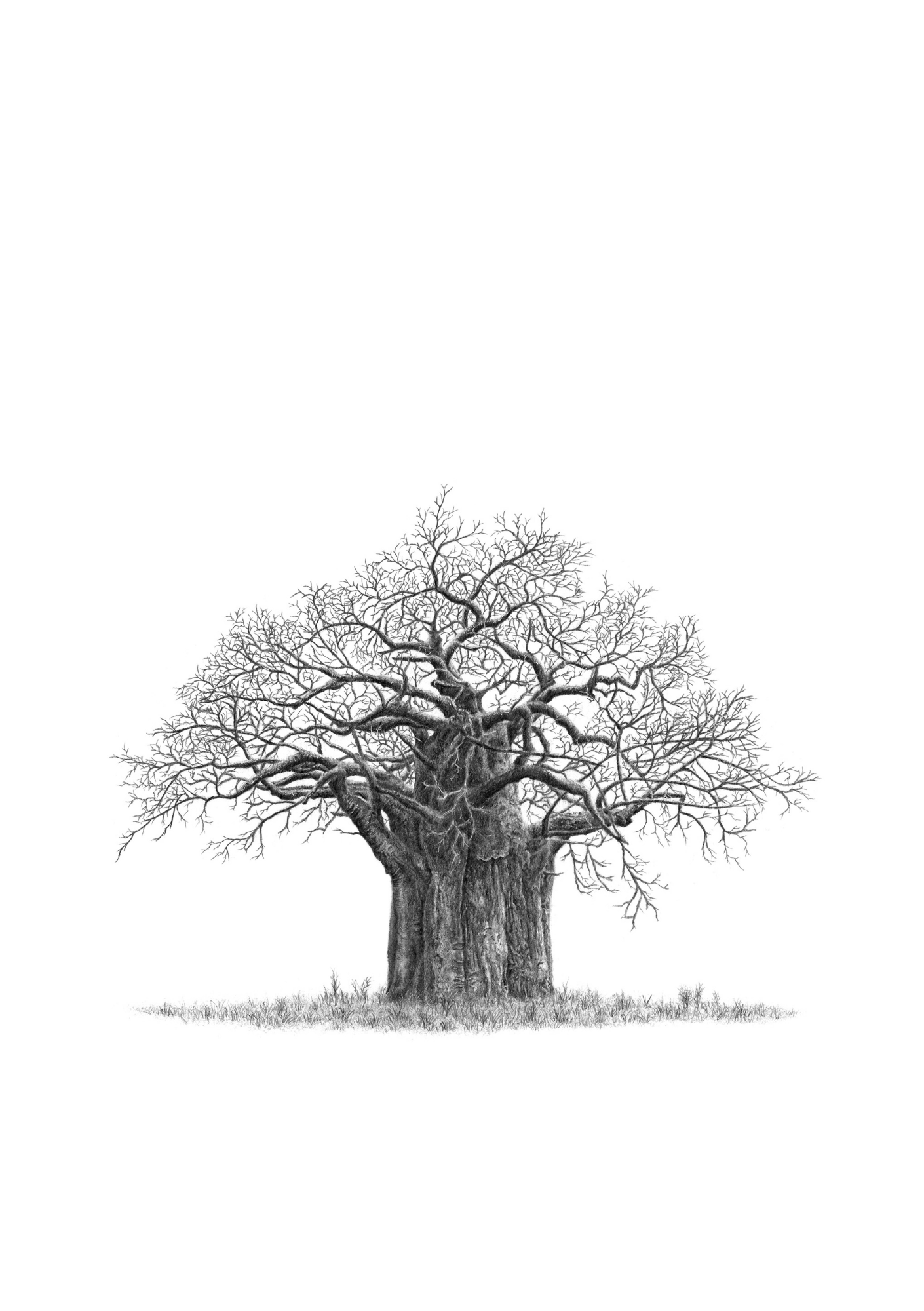 Black & white African Baobab Tree drawing by wildlife artist Matthew Bell