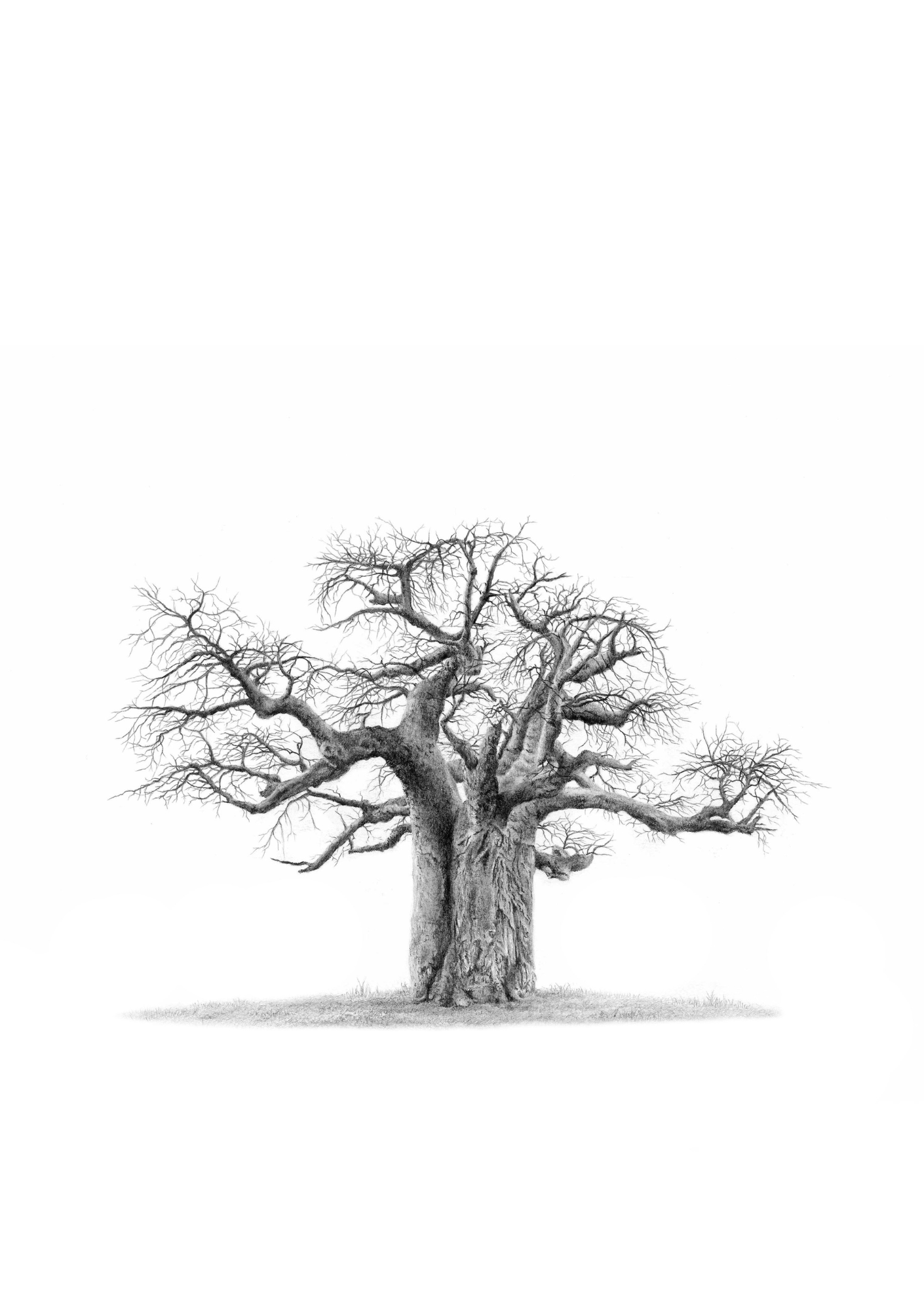Black & white African Baobab Tree drawing by wildlife artist Matthew Bell