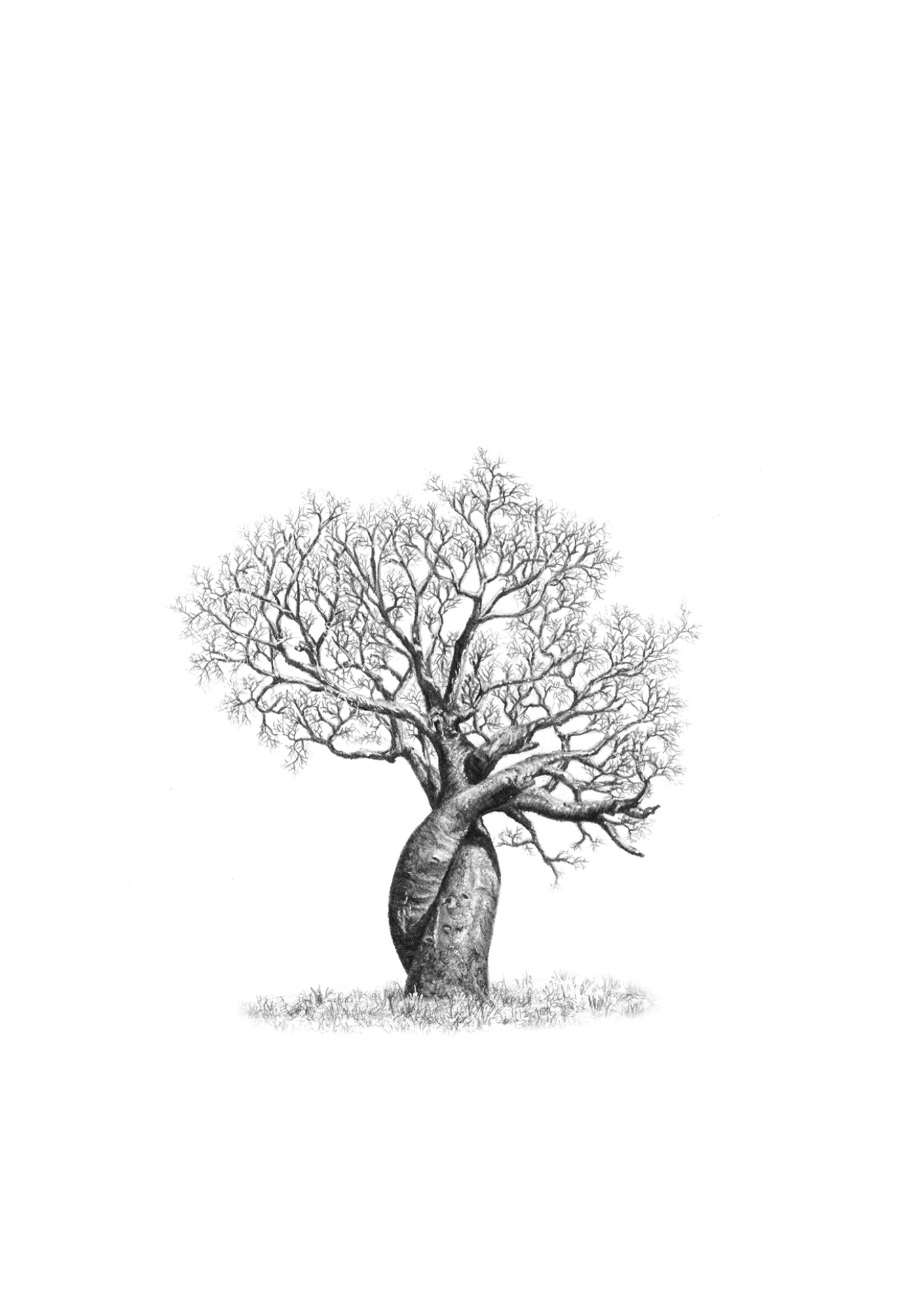 Black & white African Baobab Tree drawing by wildlife artist Matthew Bell