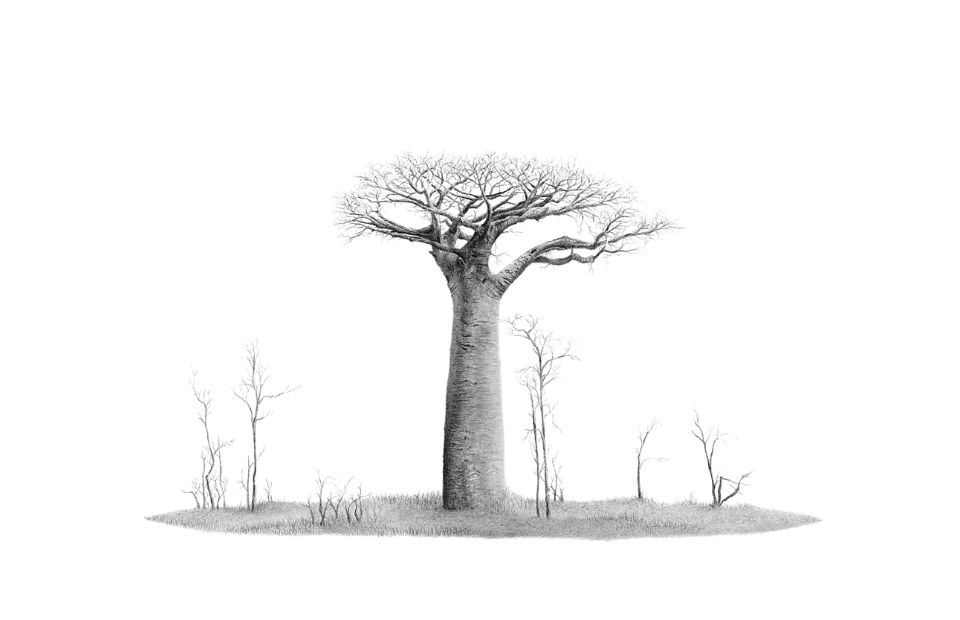 Black and white illustration of a large baobab tree with smaller trees in the background on a white background