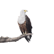 South African wildlife bird artwork by Cape Town artist Matthew Bell on canvas stretched onto a wooden frame of an African Fish Eagle