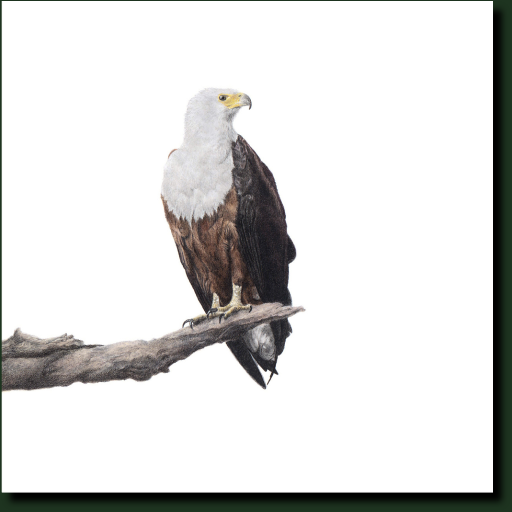 African Fish Eagle bird art by Matthew Bell