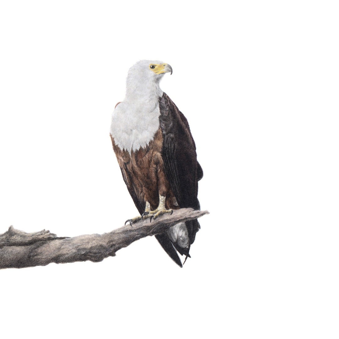 South African bird artwork, drawing by Matthew Bell of an African Fish Eagle