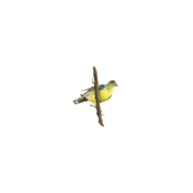 African Green Pigeon - The Original