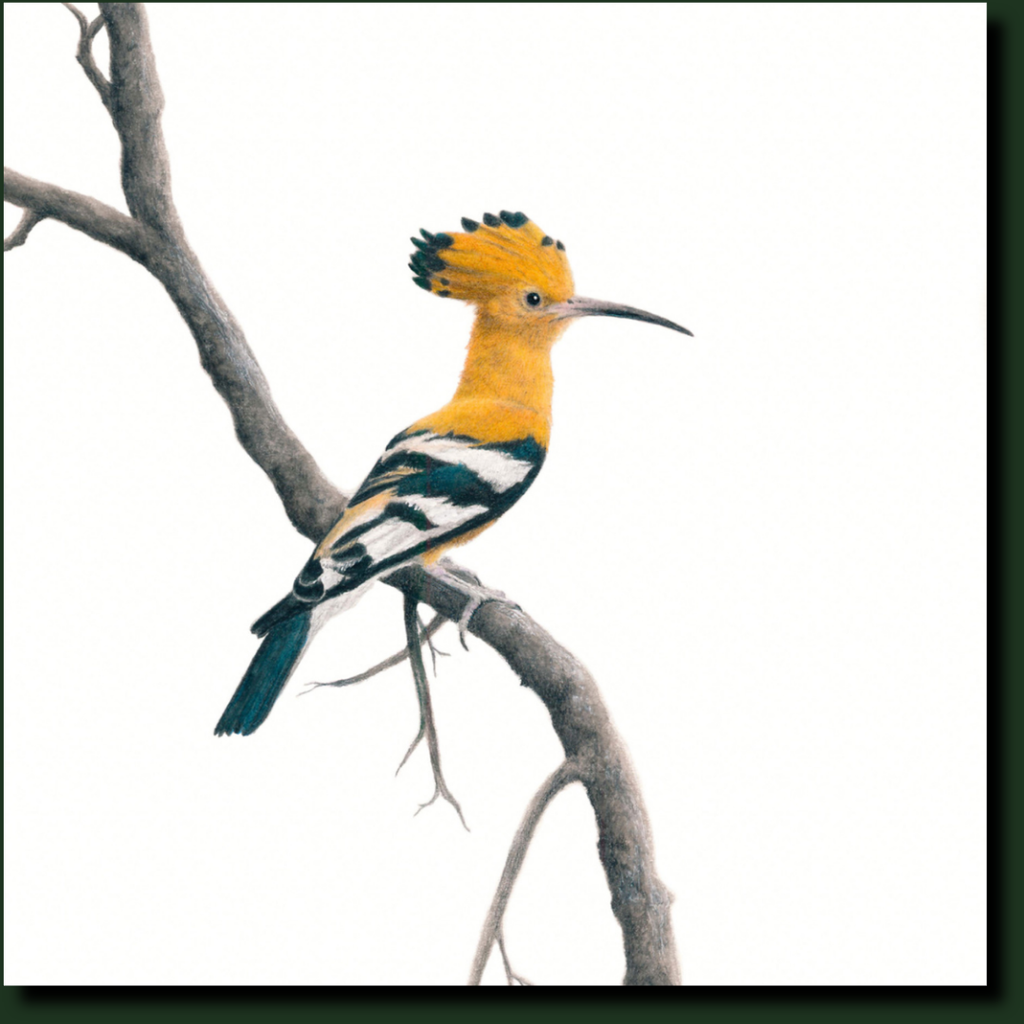 African Hoopoe affordable South African bird artwork