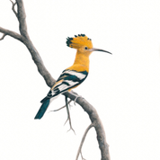 South African bird artwork, pencil drawing by Matthew Bell of an African Hoopoe