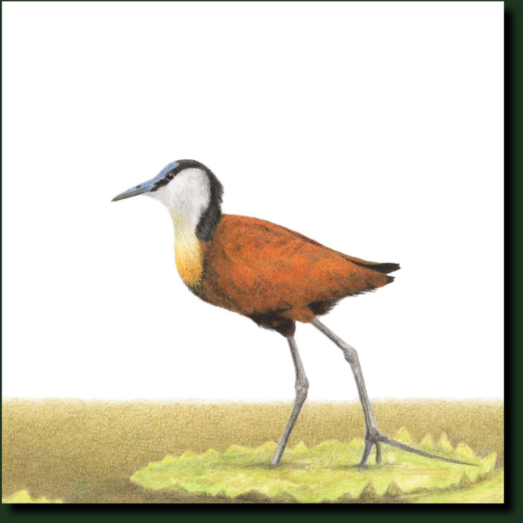 African Jacana affordable South African bird artwork