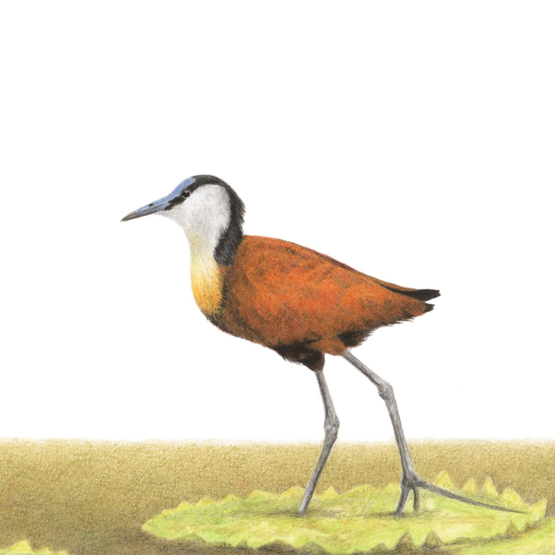 South African wildlife bird artwork by Cape Town artist Matthew Bell on canvas stretched onto a wooden frame of an African Jacana