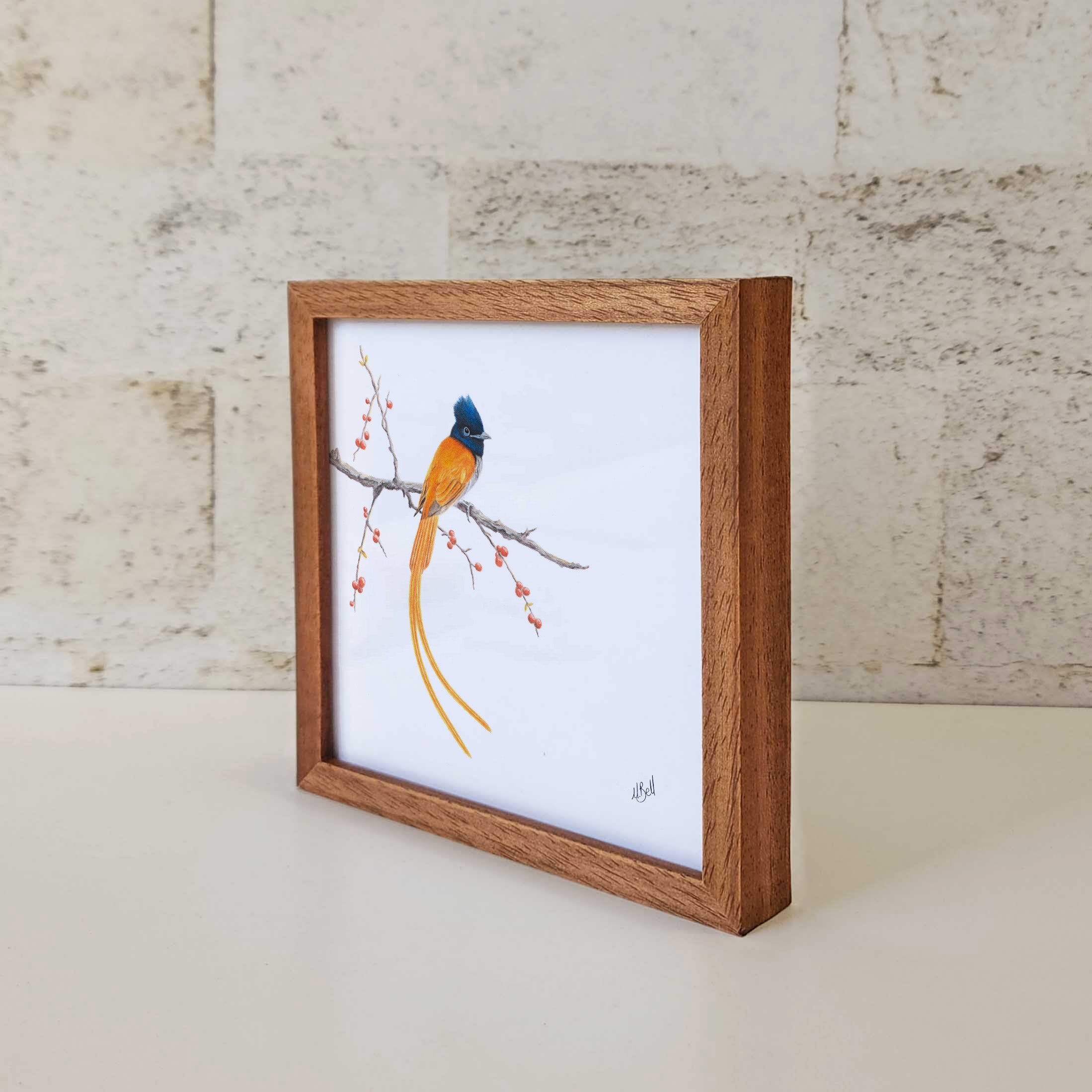 Kiaat wood framed miniature artwork of a African Paradise Flycatcher, part of wildlife artist Matthew Bell's birds of South Africa gallery