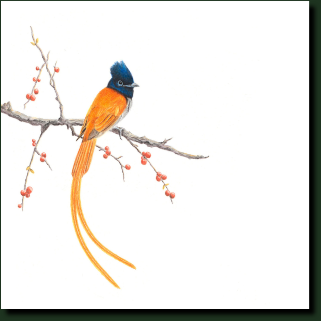 African Paradise Flycatcher affordable South African Bird Artwork