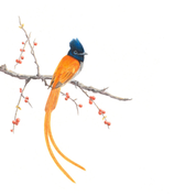 South African wildlife bird artwork by Cape Town artist Matthew Bell on canvas stretched onto a wooden frame of an African Paradise Flycatcher