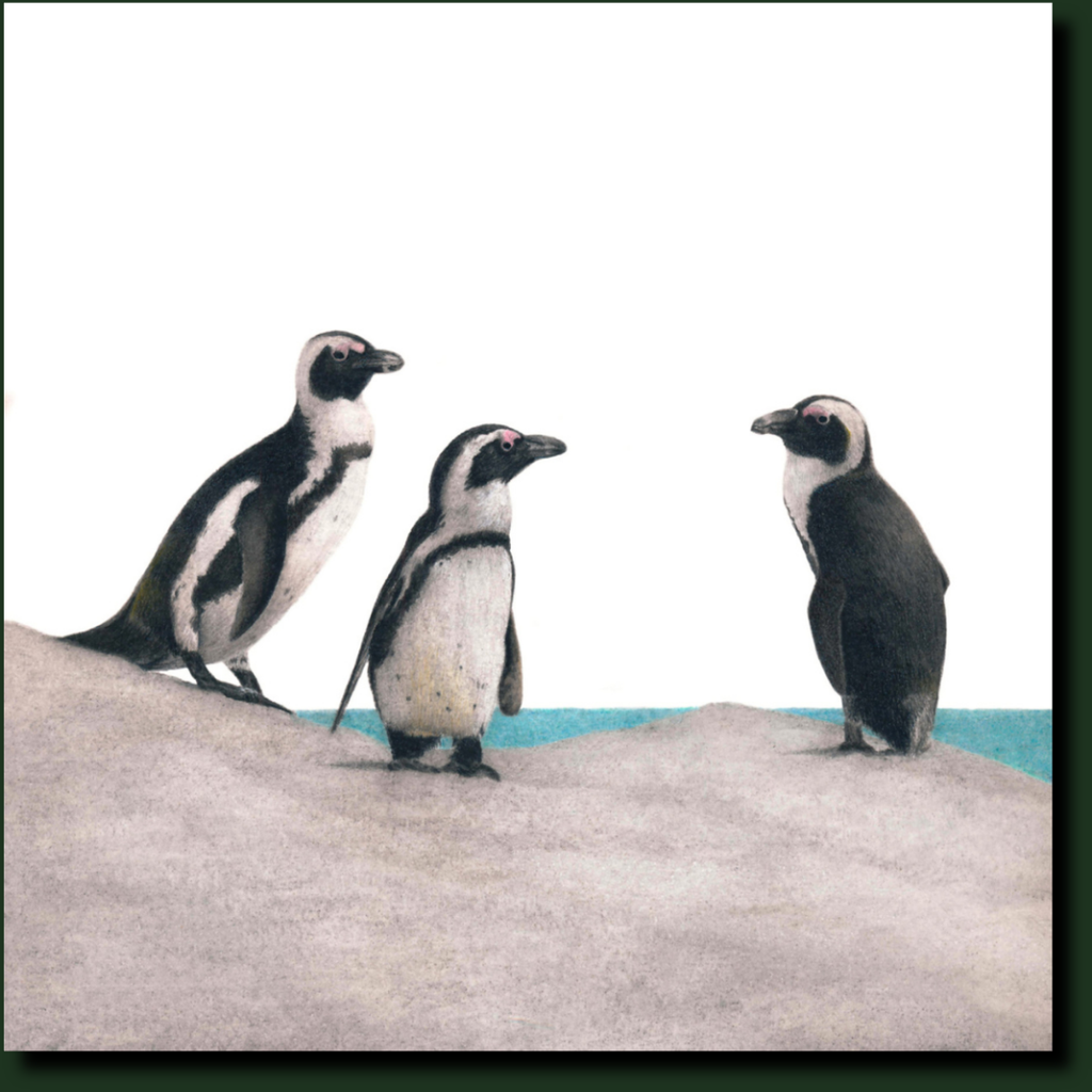 African Penguins affordable South African bird artwork