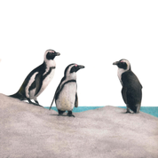 South African wildlife bird artwork by Cape Town artist Matthew Bell on canvas stretched onto a wooden frame of three African Penguins