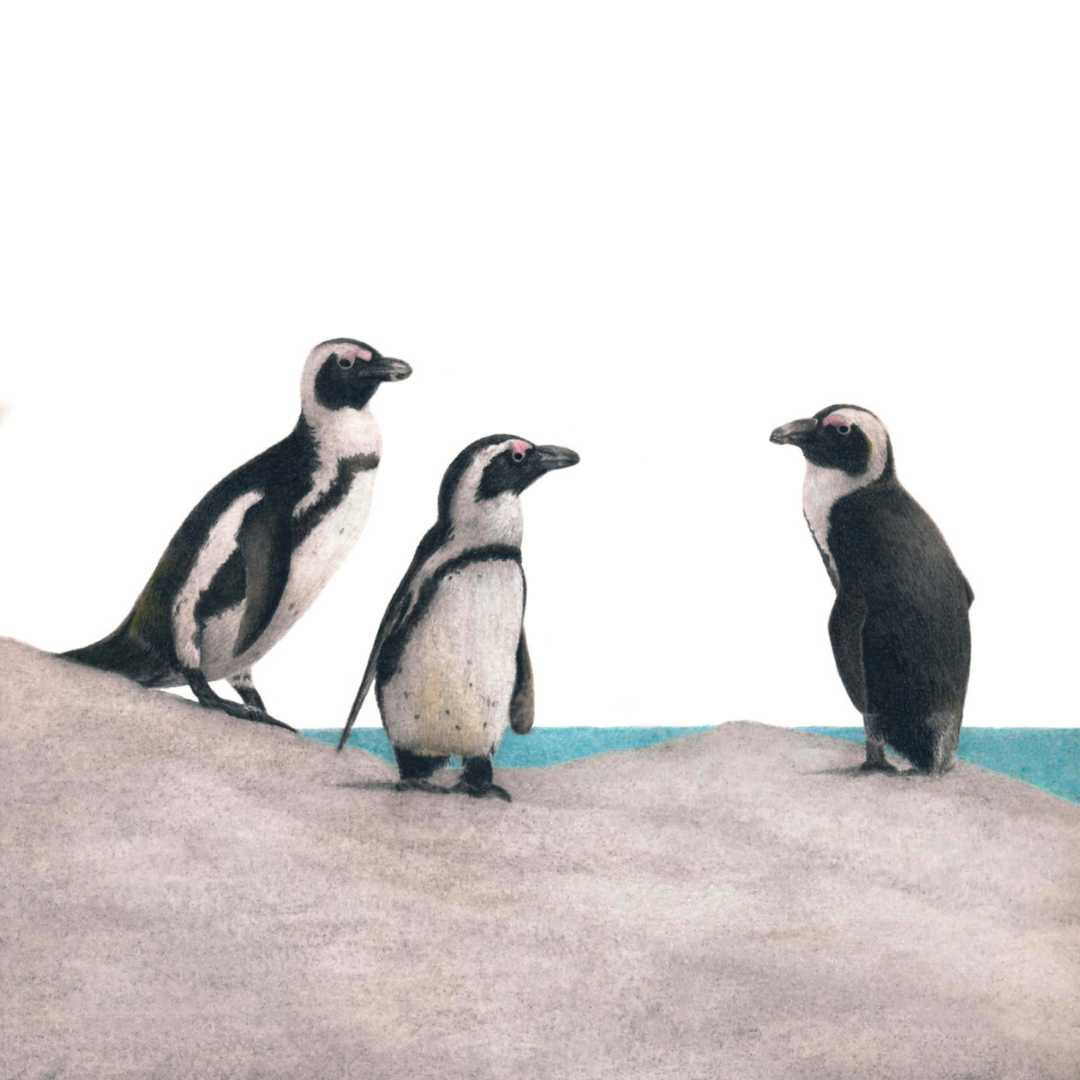 South African bird artwork, pencil drawing by Matthew Bell of three African Penguins at Boulders Beach