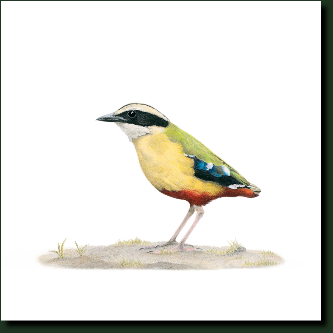 African Pitta affordable South African wildlife art