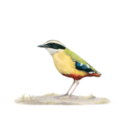 South African wildlife bird artwork by Cape Town artist Matthew Bell on canvas stretched onto a wooden frame of an African Pitta