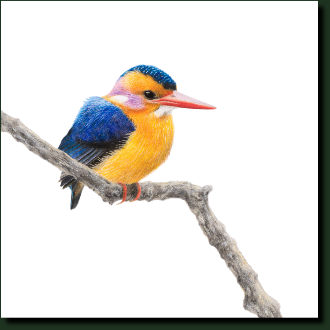 African Pygmy Kingfisher affordable South African wildlife art