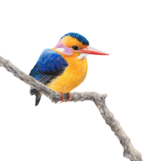 South African bird artwork, pencil drawing by Matthew Bell of an African Pygmy Kingfisher