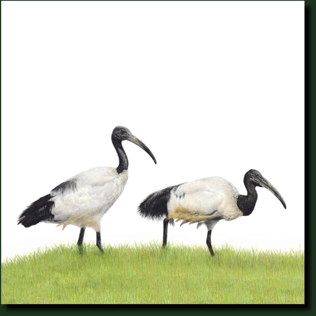 African Sacred Ibis affordable South African wildlife art