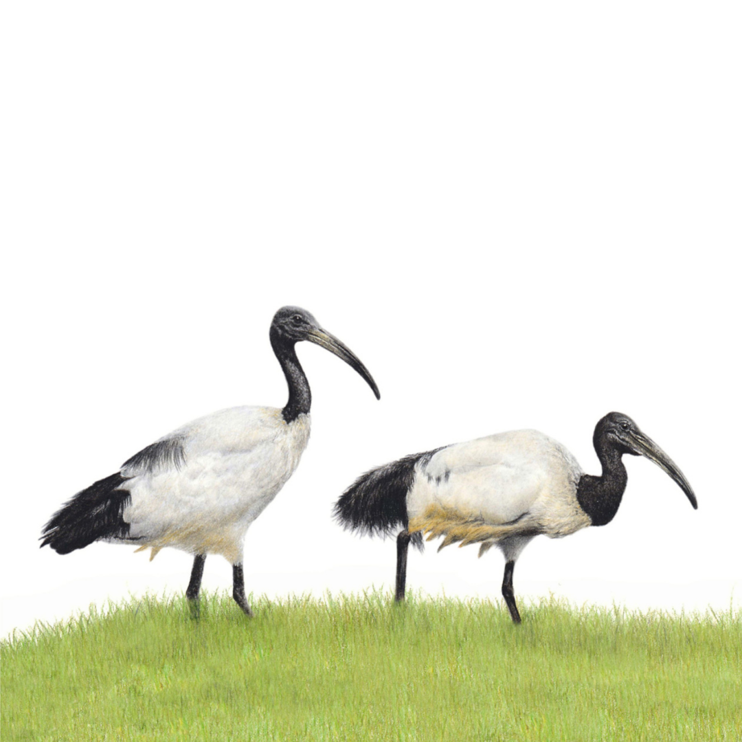 South African bird artwork, pencil drawing by Matthew Bell of two African Sacred Ibis