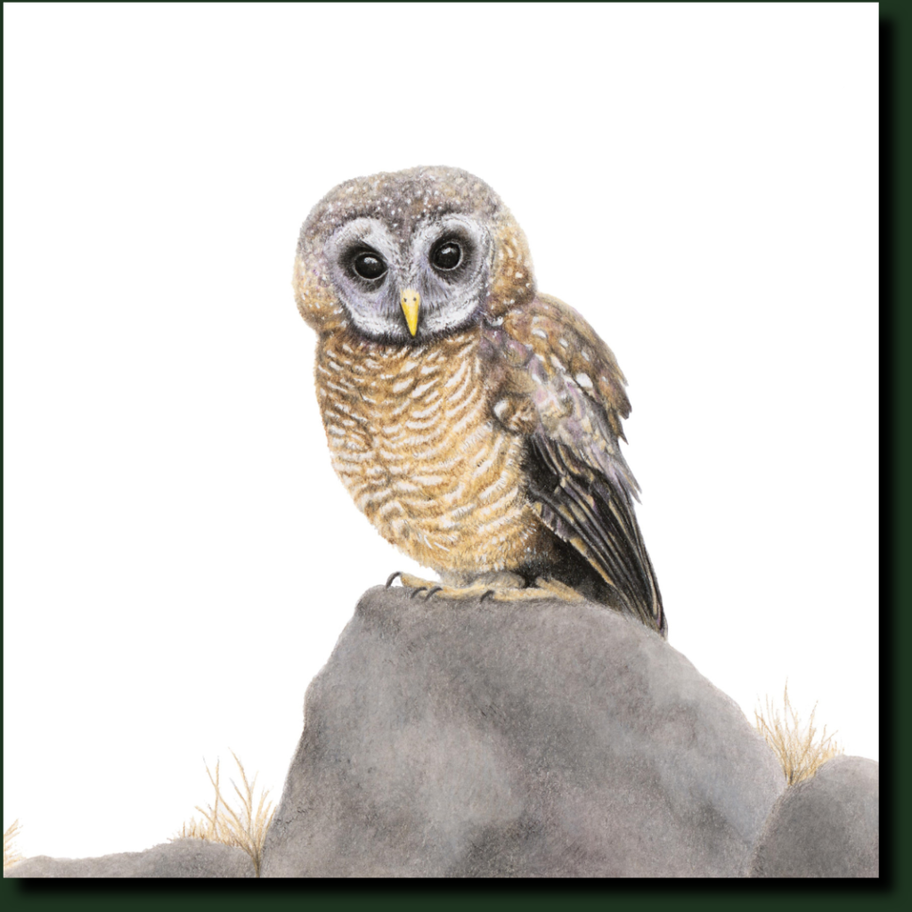 African Wood Owl affordable South African bird artwork