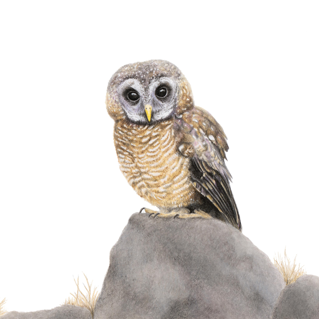 South African bird artwork, pencil drawing by Matthew Bell of an African Wood Owl