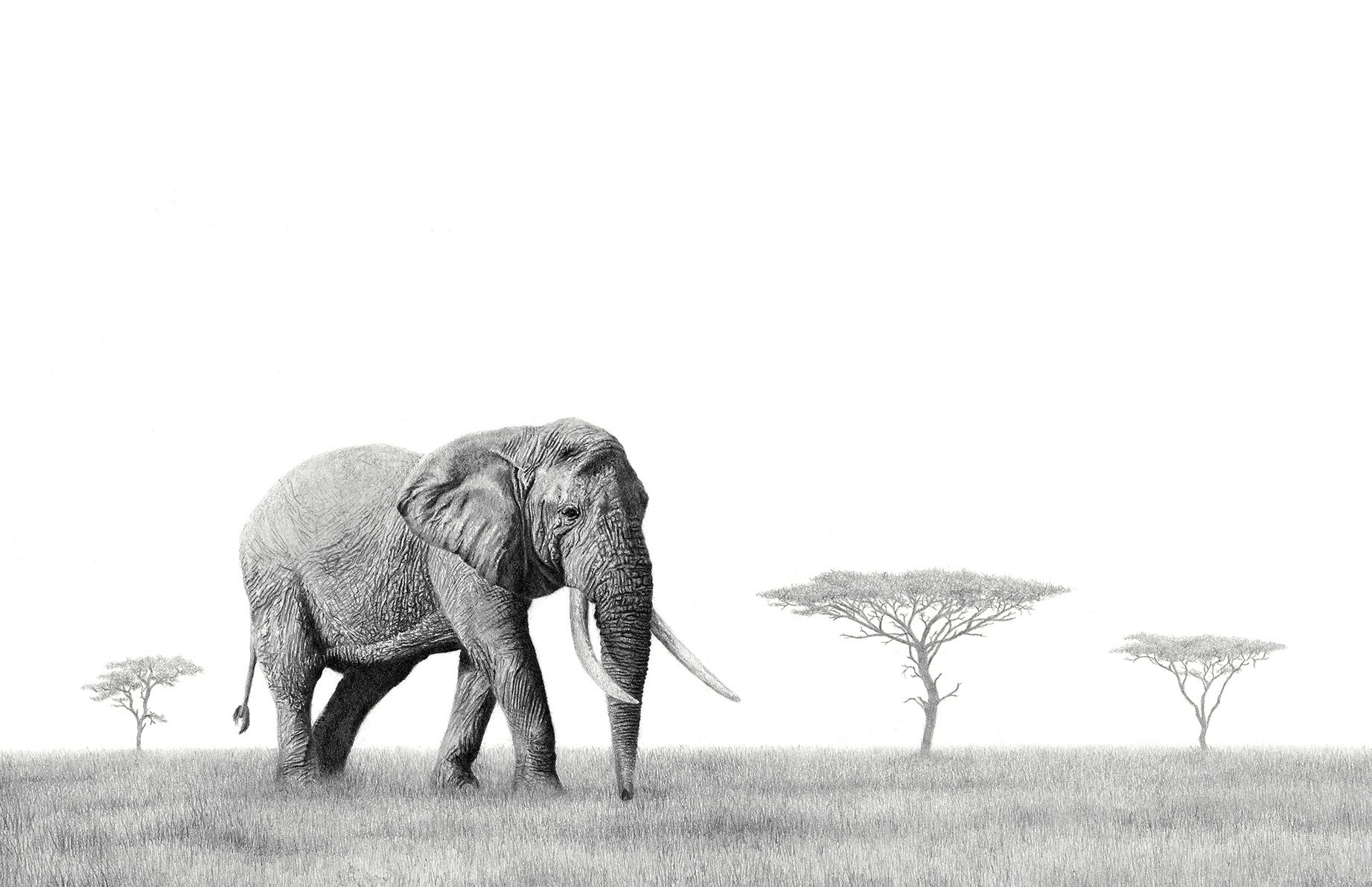 African Bull elephant on canvas stretched