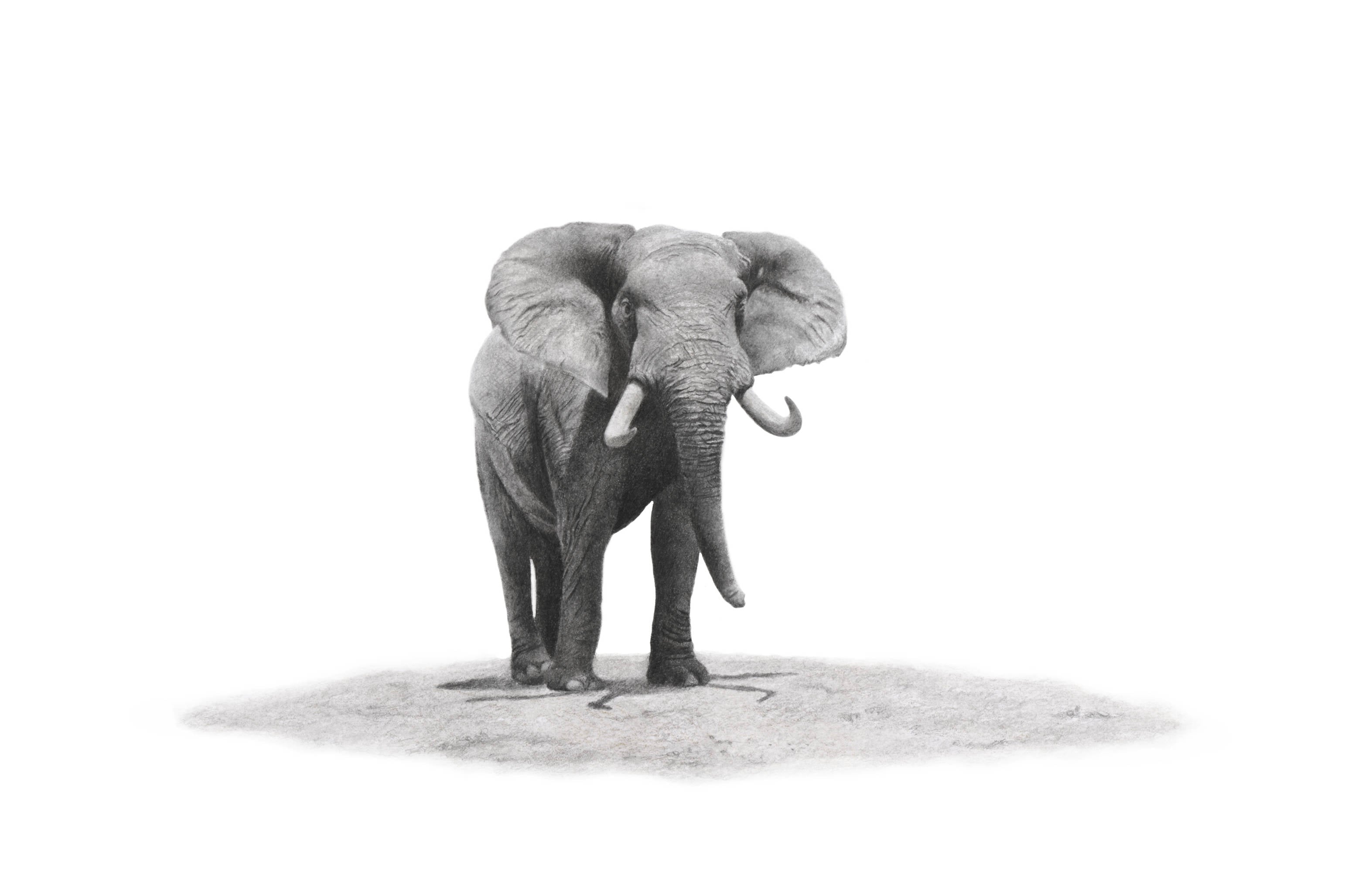 African elephant stretched canvas artwork