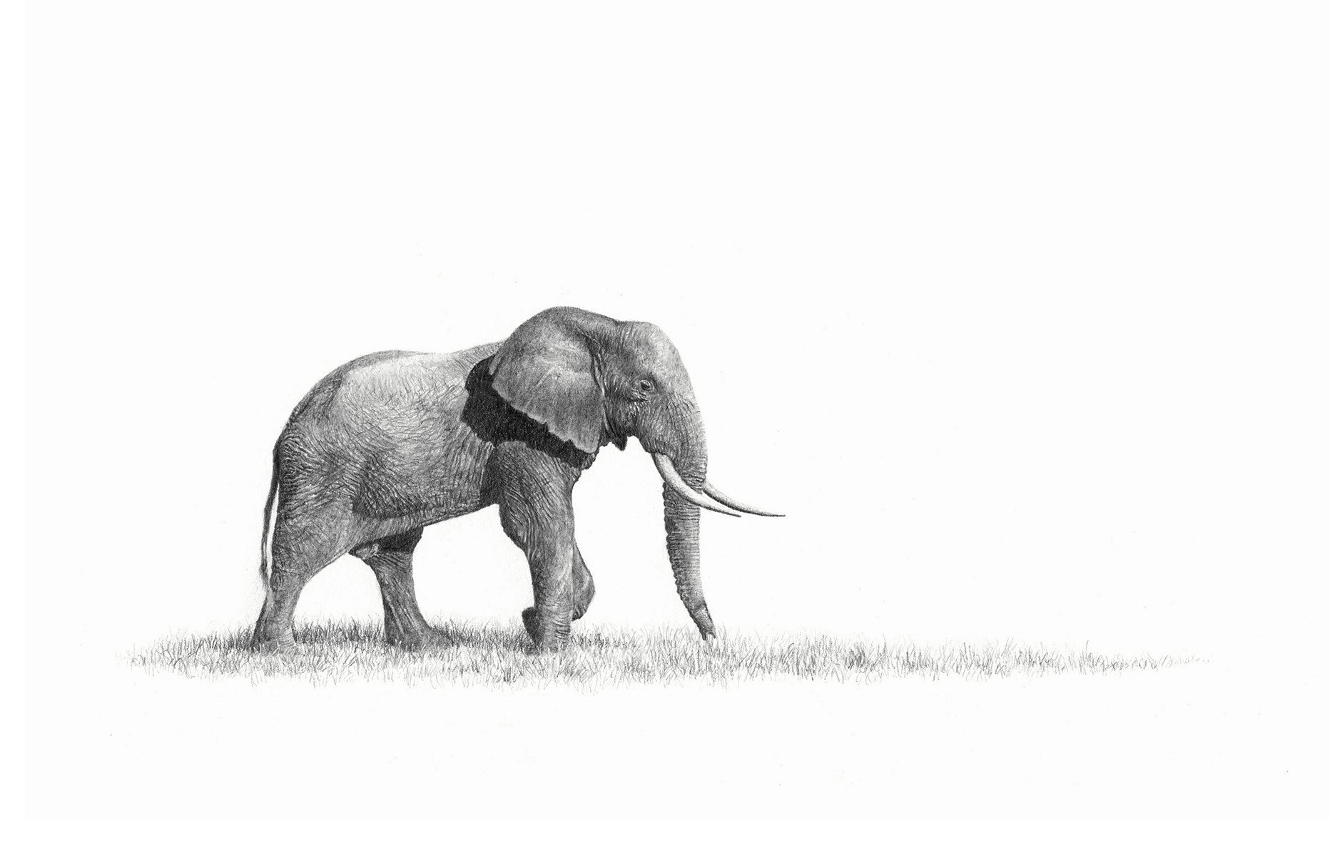 African elephant bull canvas artwork