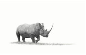 Canvas artwork on a wooden frame  by South African wildlife nature artist Matthew Bell of an African White Rhino in the Kruger National Park