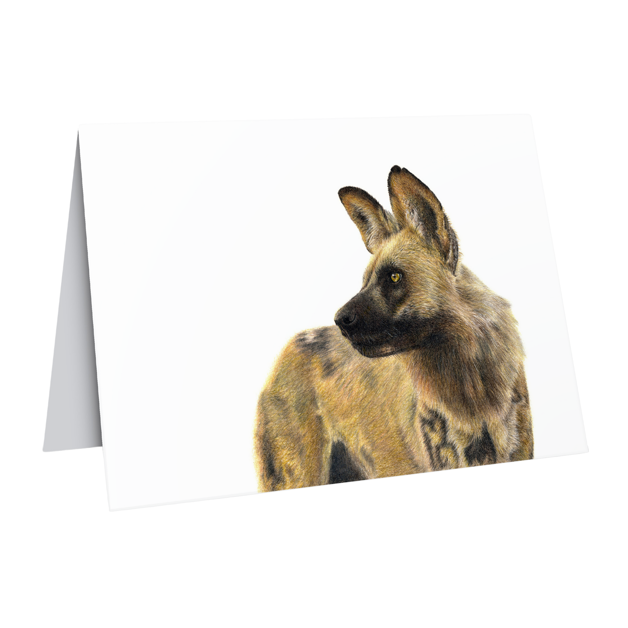 African Wild Dog Greeting card by wildlife artist Matthew Bell