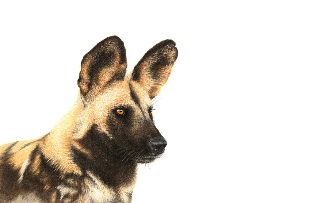 African wild dog canvas artwork