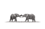 African elephants artwork by Matthew Bell