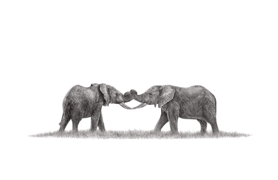 African elephants artwork by Matthew Bell