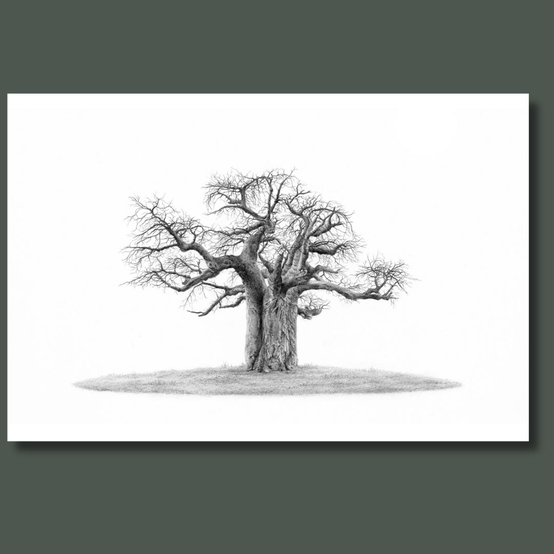 African Baobab Tree in Limpopo wildlife art print
