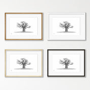 African Baobab Tree - BAO10