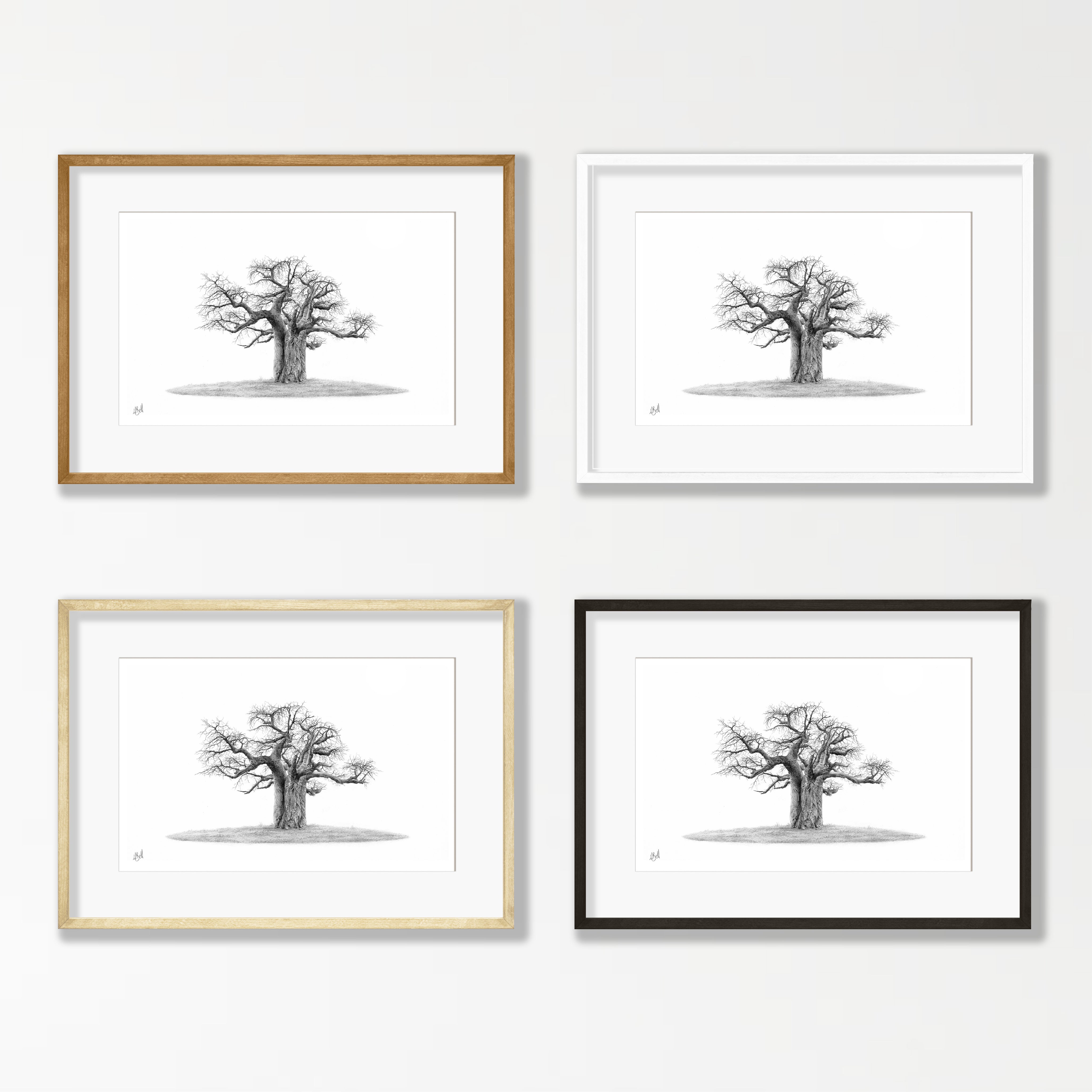 African Baobab Tree - BAO10
