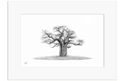 African Baobab Tree - BAO10